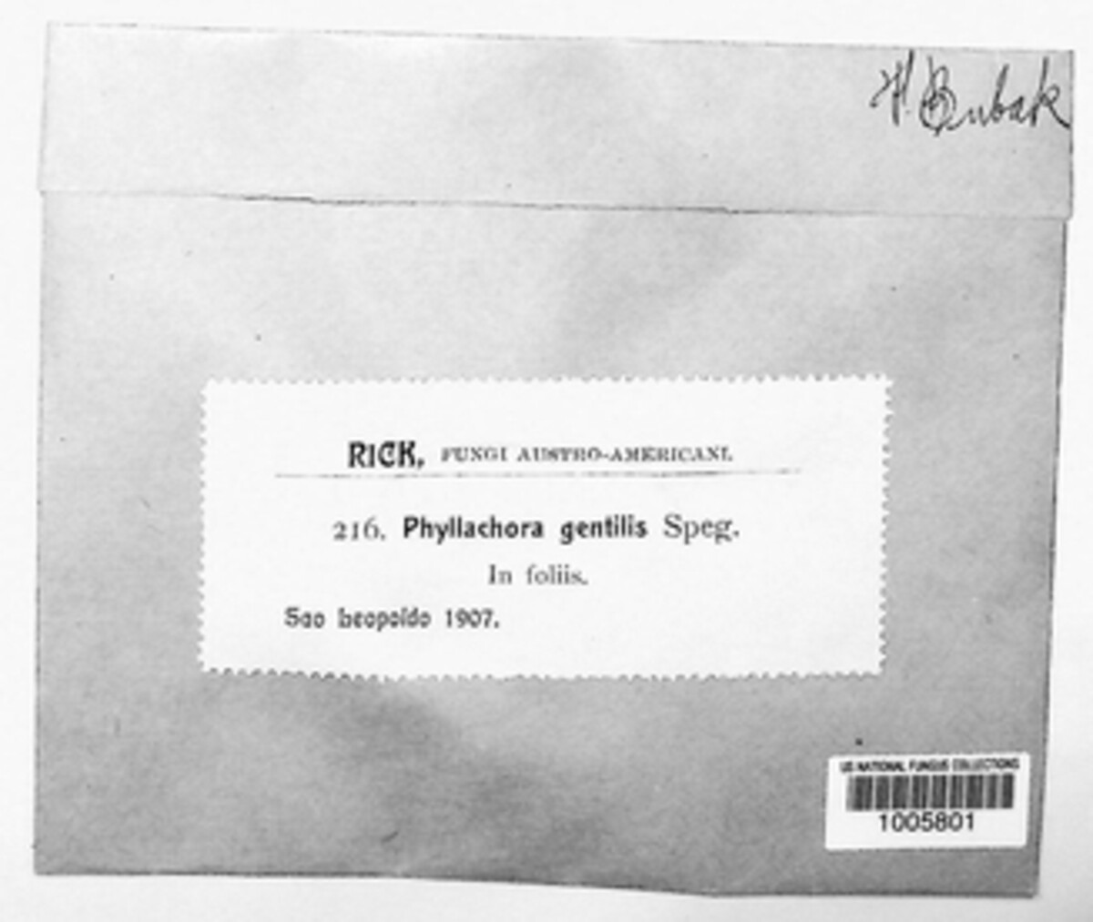 Phyllachora gentilis image